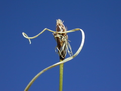 Carex curvula
