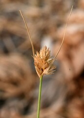 Carex athrostachya