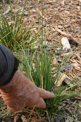 Carex athrostachya