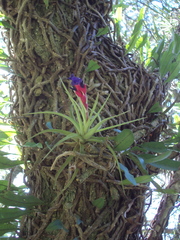 Tillandsia aeranthos