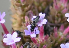Rhinophora lepida