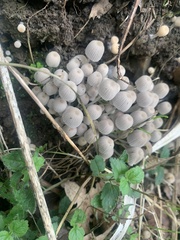 Coprinellus