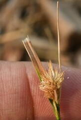 Carex athrostachya