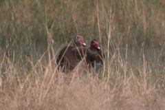 Plectropterus gambensis