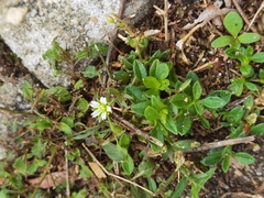 Cerastium