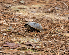 Kinosternon subrubrum