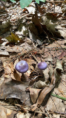 Cortinarius iodes
