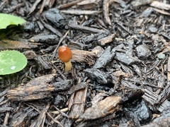 Parasola conopilea