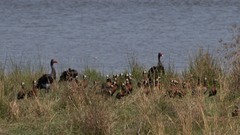 Plectropterus gambensis