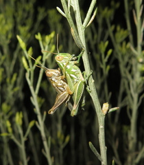 Hesperotettix viridis