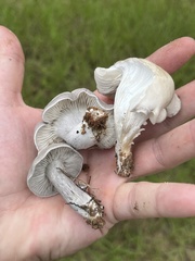 Entoloma abortivum