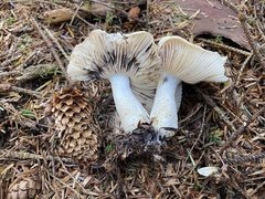 Russula crassotunicata