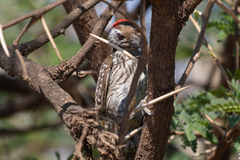 Chloropicus fuscescens