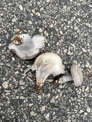Entoloma abortivum
