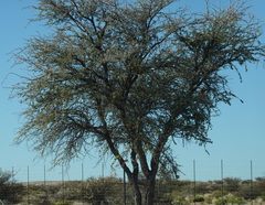 Vachellia erioloba