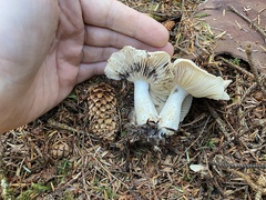 Russula crassotunicata