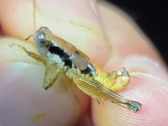 Melanoplus withlacoocheensis