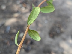 Lonicera subspicata subspicata
