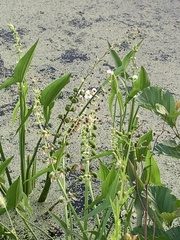 Sagittaria brevirostra
