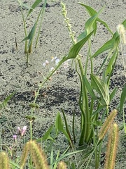 Sagittaria brevirostra