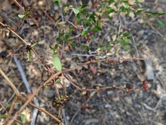 Lonicera subspicata subspicata