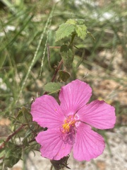 Pavonia lasiopetala