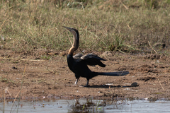 Anhinga rufa