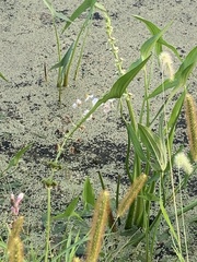 Sagittaria brevirostra