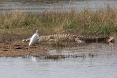 Crocodylus niloticus