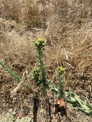 Heterotheca grandiflora