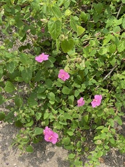 Pavonia lasiopetala