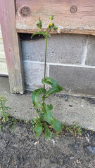 Sonchus arvensis