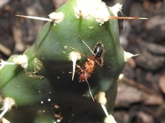 Camponotus floridanus