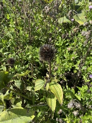 Echinacea