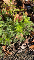 Matricaria