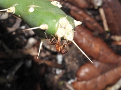 Camponotus floridanus