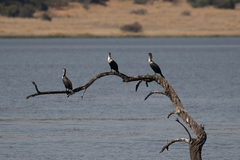 Phalacrocorax carbo lucidus