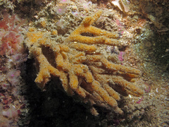 Raspailia hispida