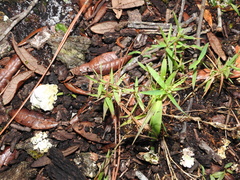Dichanthelium