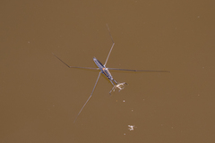 Aquarius distanti