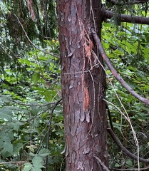Cupressus nootkatensis