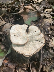 Mycorrhaphium adustum