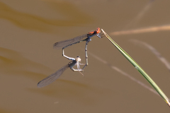 Pseudagrion massaicum