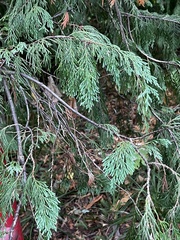 Cupressus nootkatensis