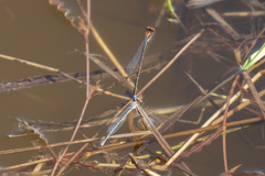 Pseudagrion massaicum