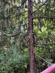 Cupressus nootkatensis