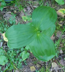 Veratrum lobelianum