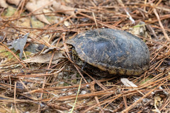 Kinosternon subrubrum