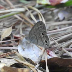 Hermeuptychia sosybius