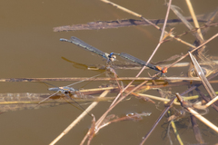 Pseudagrion massaicum